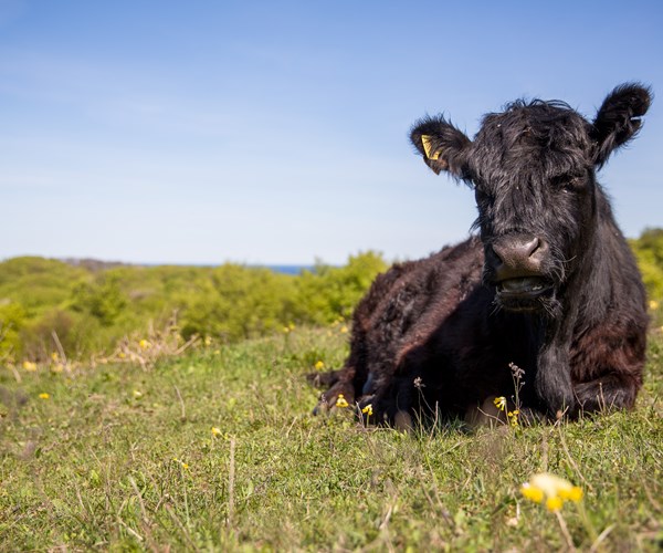 Sort ko ligger på græs på Høje Møn af fotograf Thomas Ix