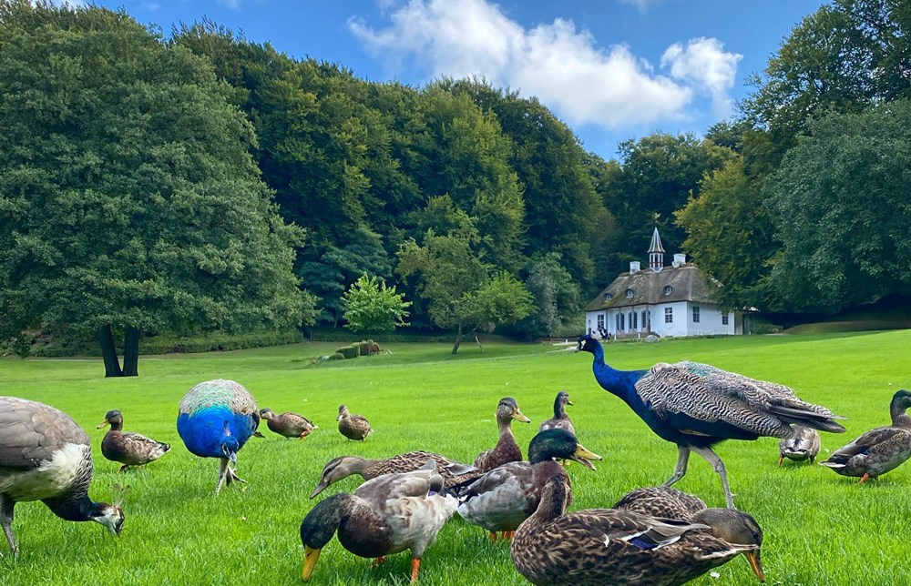 Påfugle og ænder på græs med Liselund Slot i baggrunden