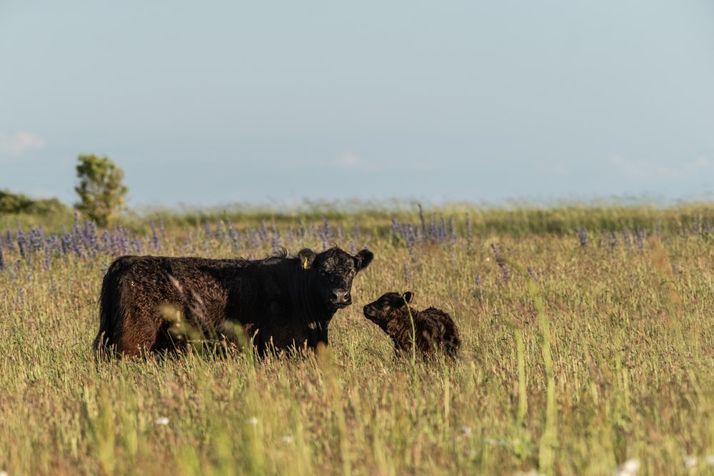 Kvie og kalv på græsmark på Knudshoved Odde